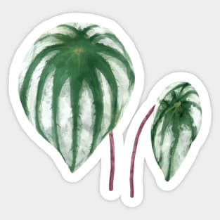 Peperomia Argyreia Watermelon Sticker